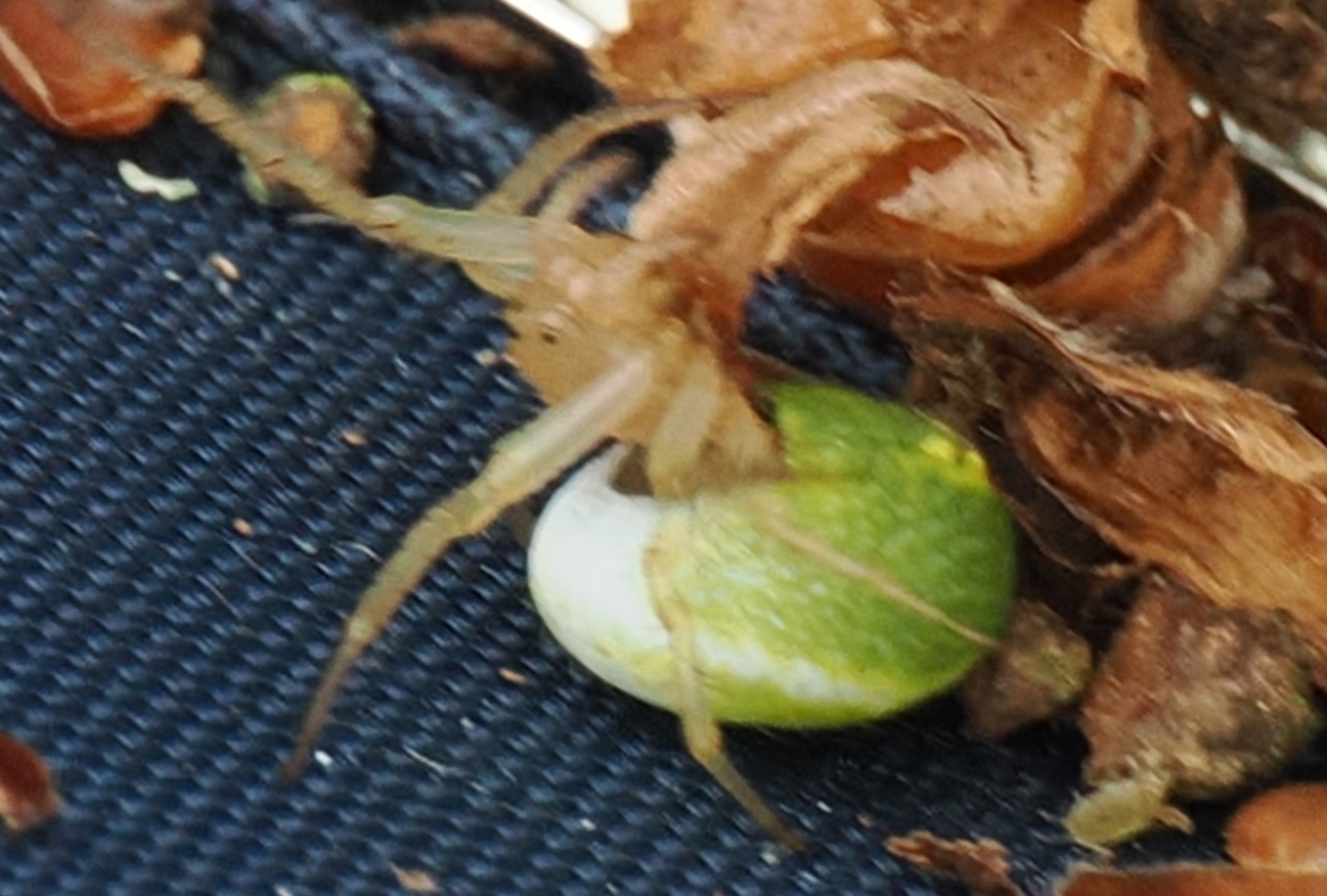 Araniella-sp